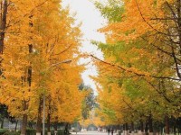 四川大學(xué)師范學(xué)院望江校區(qū)歷年招生錄取分數(shù)線