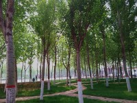 河北正定師范高等專科學校歷年錄取分數(shù)線