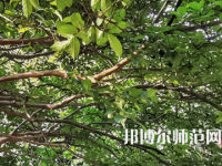 湖南師范大學(xué)2023年報名條件、招生要求、招生對象
